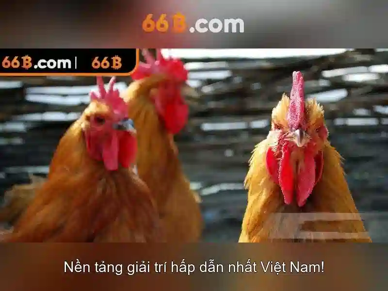 Giới Thiệu Về 66B
